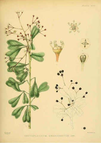 Reproducción/Reproduction 6430648117: A hand-book to the flora of Ceylon. atlas. London :Dulau,1893-1931