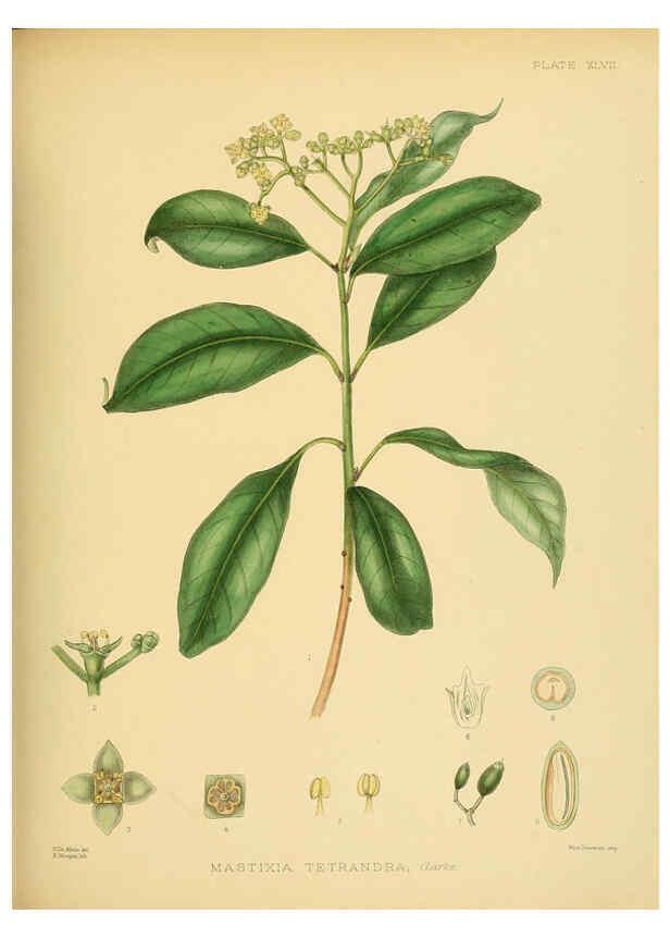 Reproducción/Reproduction 6430648379: A hand-book to the flora of Ceylon. atlas. London :Dulau,1893-1931