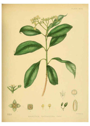 Reproducción/Reproduction 6430648379: A hand-book to the flora of Ceylon. atlas. London :Dulau,1893-1931