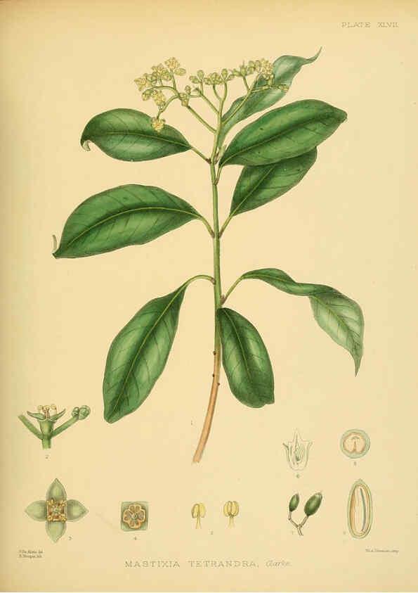 Reproducción/Reproduction 6430648379: A hand-book to the flora of Ceylon. atlas. London :Dulau,1893-1931