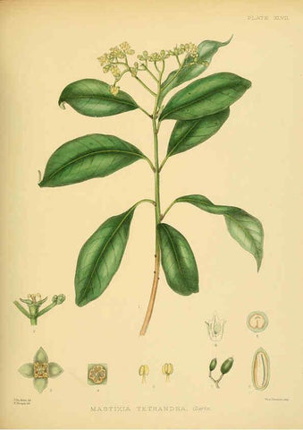 Reproducción/Reproduction 6430648379: A hand-book to the flora of Ceylon. atlas. London :Dulau,1893-1931