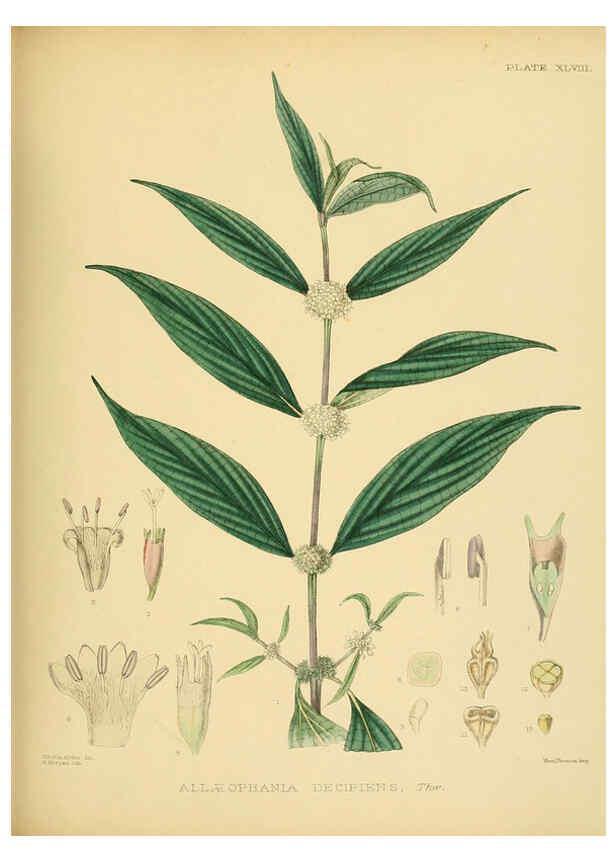 Reproducción/Reproduction 6430648697: A hand-book to the flora of Ceylon. atlas. London :Dulau,1893-1931