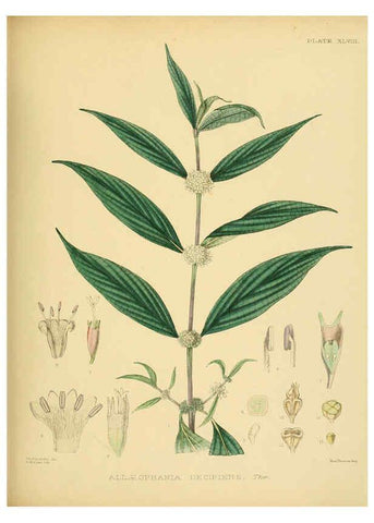 Reproducción/Reproduction 6430648697: A hand-book to the flora of Ceylon. atlas. London :Dulau,1893-1931