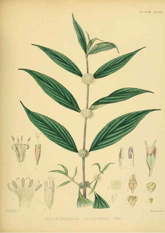 Reproducción/Reproduction 6430648697: A hand-book to the flora of Ceylon. atlas. London :Dulau,1893-1931