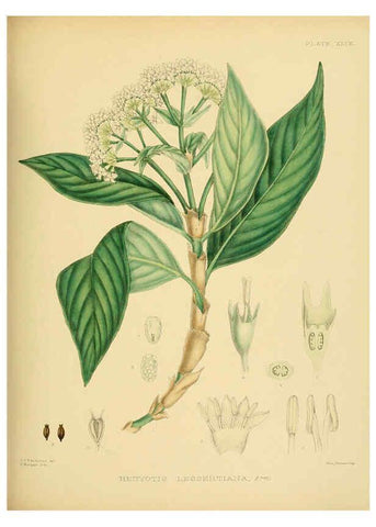 Reproducción/Reproduction 6430648961: A hand-book to the flora of Ceylon. atlas. London :Dulau,1893-1931