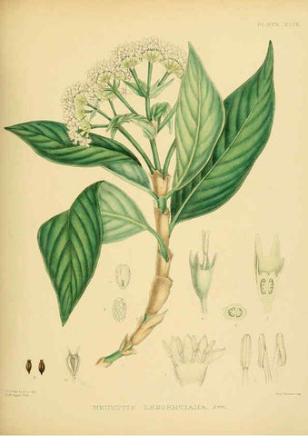Reproducción/Reproduction 6430648961: A hand-book to the flora of Ceylon. atlas. London :Dulau,1893-1931