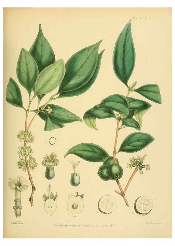 Reproducción/Reproduction 6430649443: A hand-book to the flora of Ceylon. atlas. London :Dulau,1893-1931
