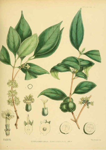 Reproducción/Reproduction 6430649443: A hand-book to the flora of Ceylon. atlas. London :Dulau,1893-1931