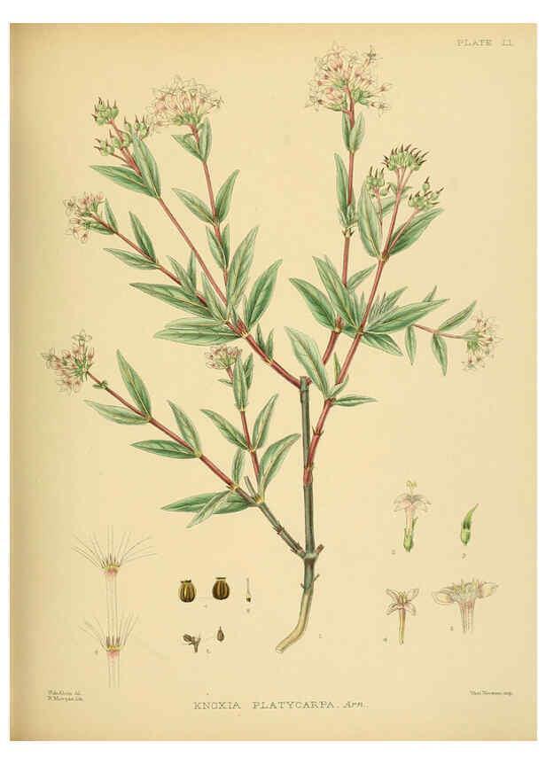 Reproducción/Reproduction 6430649709: A hand-book to the flora of Ceylon. atlas. London :Dulau,1893-1931