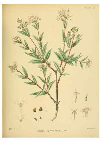 Reproducción/Reproduction 6430649709: A hand-book to the flora of Ceylon. atlas. London :Dulau,1893-1931
