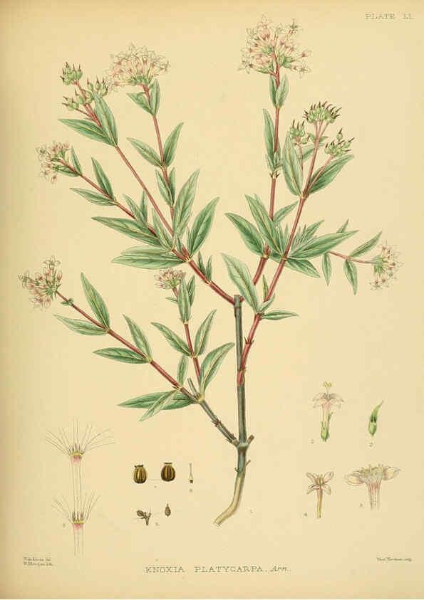 Reproducción/Reproduction 6430649709: A hand-book to the flora of Ceylon. atlas. London :Dulau,1893-1931