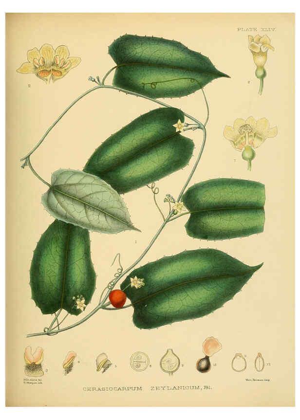 Reproducción/Reproduction 6430647487: A hand-book to the flora of Ceylon. atlas. London :Dulau,1893-1931