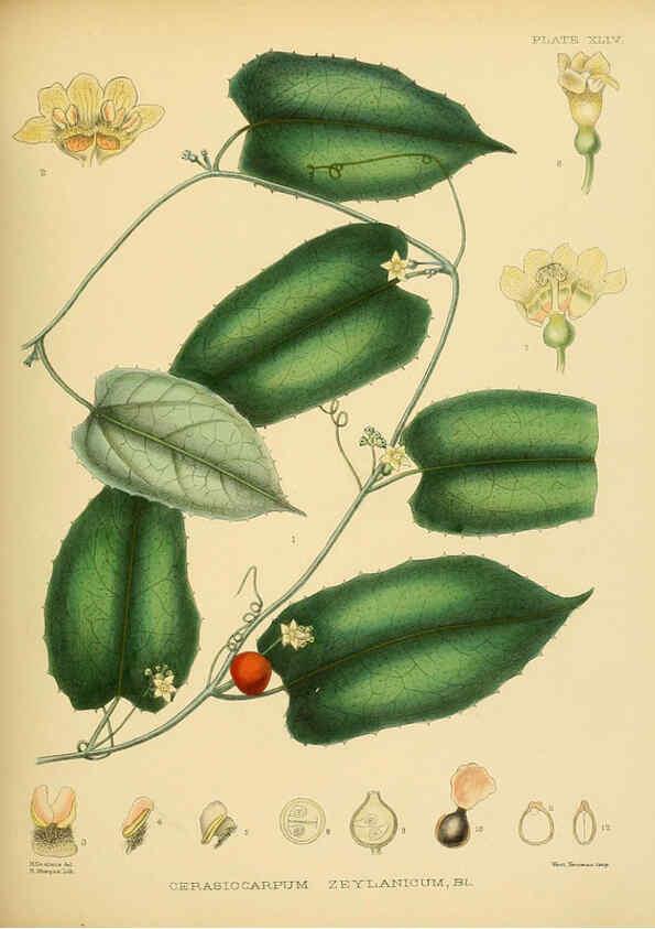 Reproducción/Reproduction 6430647487: A hand-book to the flora of Ceylon. atlas. London :Dulau,1893-1931