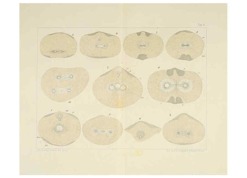 Reproducción/Reproduction 6430781995: Entwicklungsgeschichtliche untersuchungen. atlas. Prag,J. Otto,1888-1892