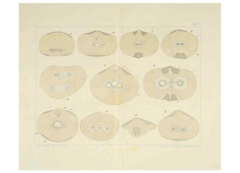 Reproducción/Reproduction 6430781995: Entwicklungsgeschichtliche untersuchungen. atlas. Prag,J. Otto,1888-1892