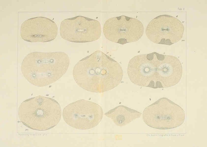 Reproducción/Reproduction 6430781995: Entwicklungsgeschichtliche untersuchungen. atlas. Prag,J. Otto,1888-1892