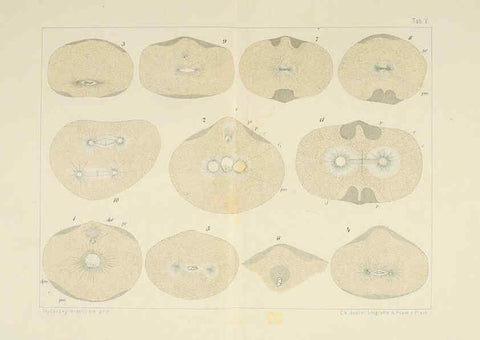 Reproducción/Reproduction 6430781995: Entwicklungsgeschichtliche untersuchungen. atlas. Prag,J. Otto,1888-1892