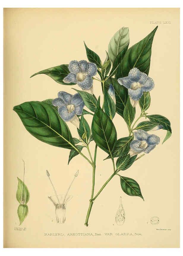 Reproducción/Reproduction 6430657109: A hand-book to the flora of Ceylon. atlas. London :Dulau,1893-1931