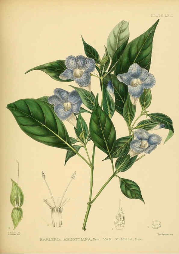 Reproducción/Reproduction 6430657109: A hand-book to the flora of Ceylon. atlas. London :Dulau,1893-1931