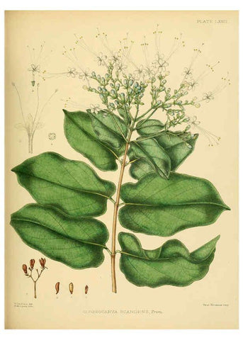 Reproducción/Reproduction 6430657705: A hand-book to the flora of Ceylon. atlas. London :Dulau,1893-1931