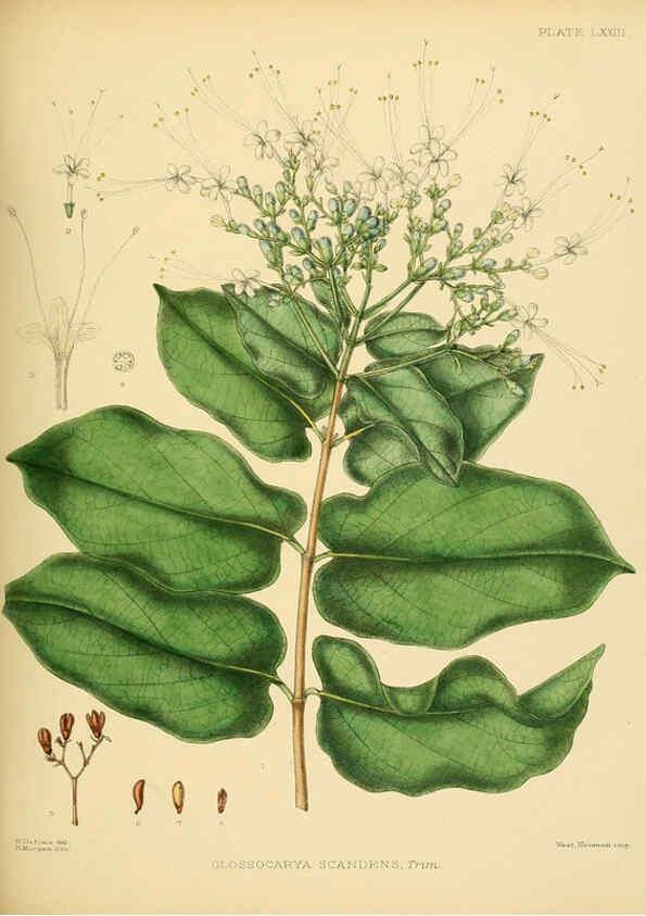 Reproducción/Reproduction 6430657705: A hand-book to the flora of Ceylon. atlas. London :Dulau,1893-1931