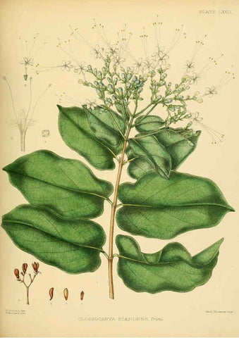 Reproducción/Reproduction 6430657705: A hand-book to the flora of Ceylon. atlas. London :Dulau,1893-1931