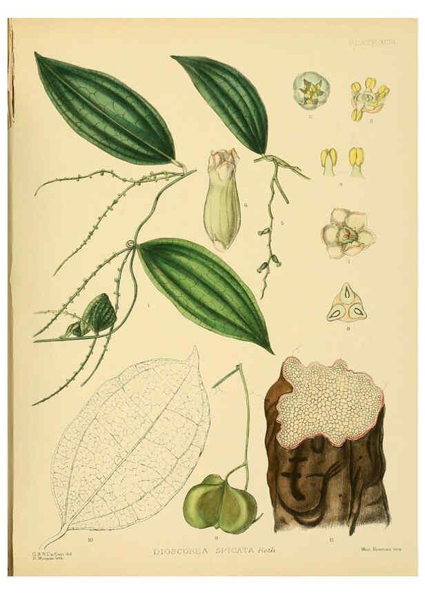 Reproducción/Reproduction 6430664353: A hand-book to the flora of Ceylon. atlas. London :Dulau,1893-1931