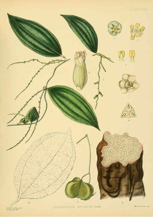 Reproducción/Reproduction 6430664353: A hand-book to the flora of Ceylon. atlas. London :Dulau,1893-1931