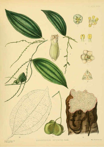 Reproducción/Reproduction 6430664353: A hand-book to the flora of Ceylon. atlas. London :Dulau,1893-1931