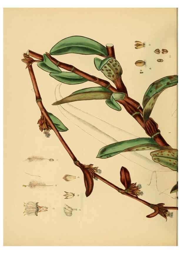 Reproducción/Reproduction 6430664703: A hand-book to the flora of Ceylon. atlas. London :Dulau,1893-1931