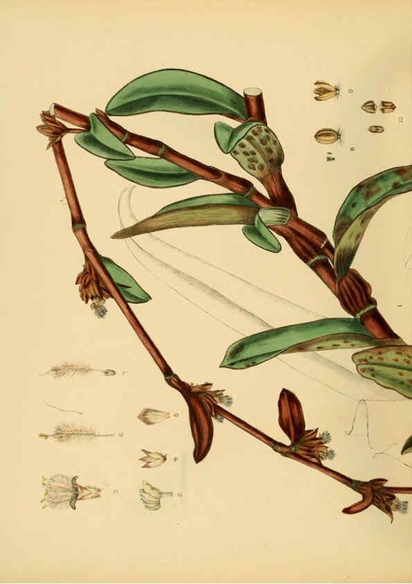 Reproducción/Reproduction 6430664703: A hand-book to the flora of Ceylon. atlas. London :Dulau,1893-1931