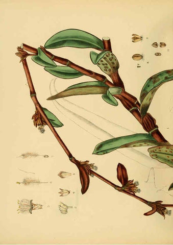 Reproducción/Reproduction 6430664703: A hand-book to the flora of Ceylon. atlas. London :Dulau,1893-1931