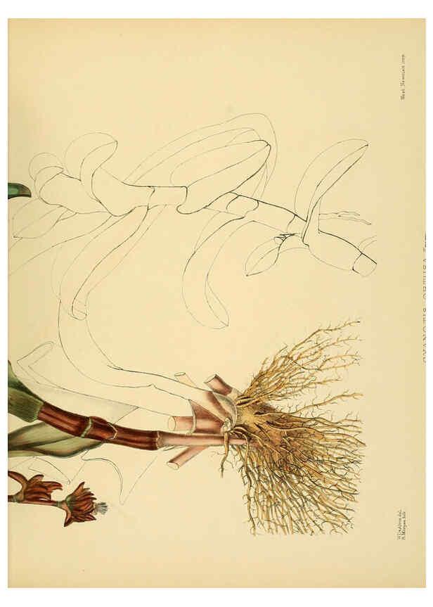 Reproducción/Reproduction 6430665133: A hand-book to the flora of Ceylon. atlas. London :Dulau,1893-1931