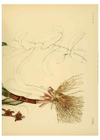 Reproducción/Reproduction 6430665133: A hand-book to the flora of Ceylon. atlas. London :Dulau,1893-1931