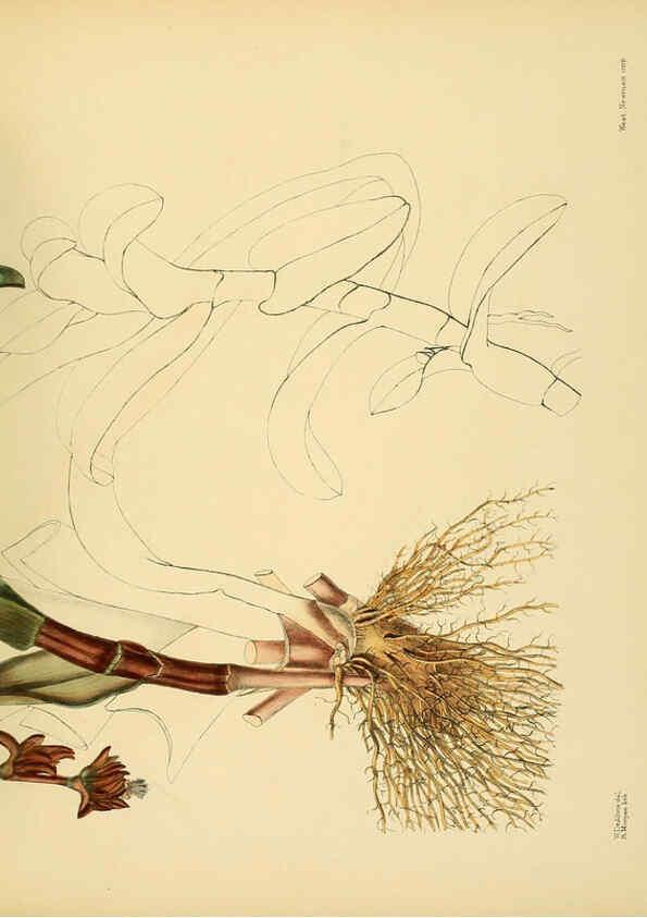 Reproducción/Reproduction 6430665133: A hand-book to the flora of Ceylon. atlas. London :Dulau,1893-1931
