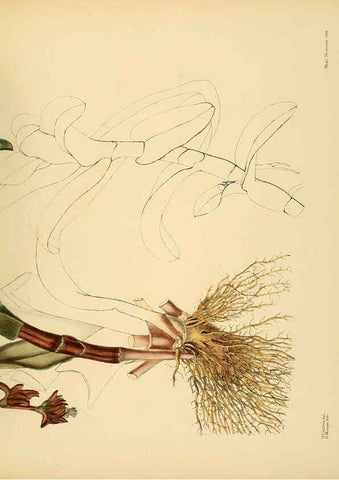 Reproducción/Reproduction 6430665133: A hand-book to the flora of Ceylon. atlas. London :Dulau,1893-1931