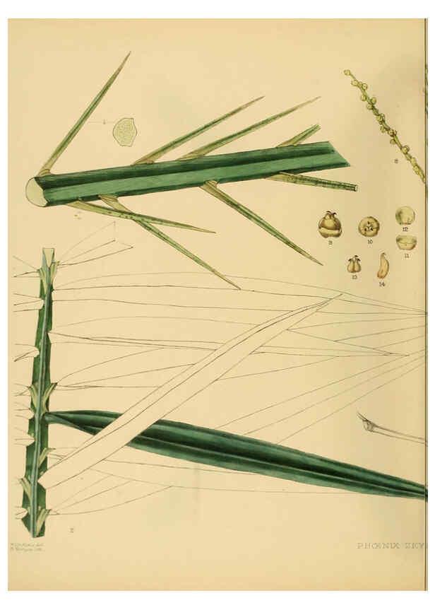 Reproducción/Reproduction 6430665423: A hand-book to the flora of Ceylon. atlas. London :Dulau,1893-1931