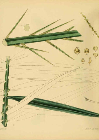 Reproducción/Reproduction 6430665423: A hand-book to the flora of Ceylon. atlas. London :Dulau,1893-1931