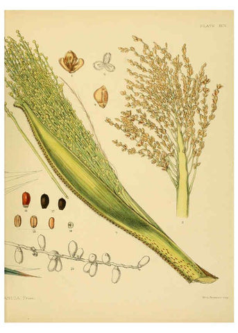 Reproducción/Reproduction 6430665771: A hand-book to the flora of Ceylon. atlas. London :Dulau,1893-1931