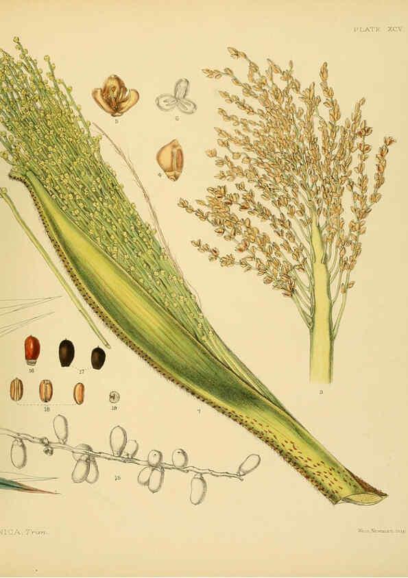 Reproducción/Reproduction 6430665771: A hand-book to the flora of Ceylon. atlas. London :Dulau,1893-1931