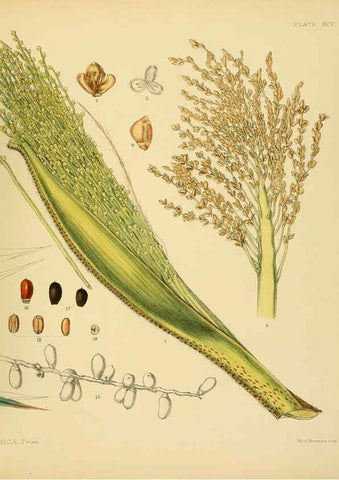 Reproducción/Reproduction 6430665771: A hand-book to the flora of Ceylon. atlas. London :Dulau,1893-1931