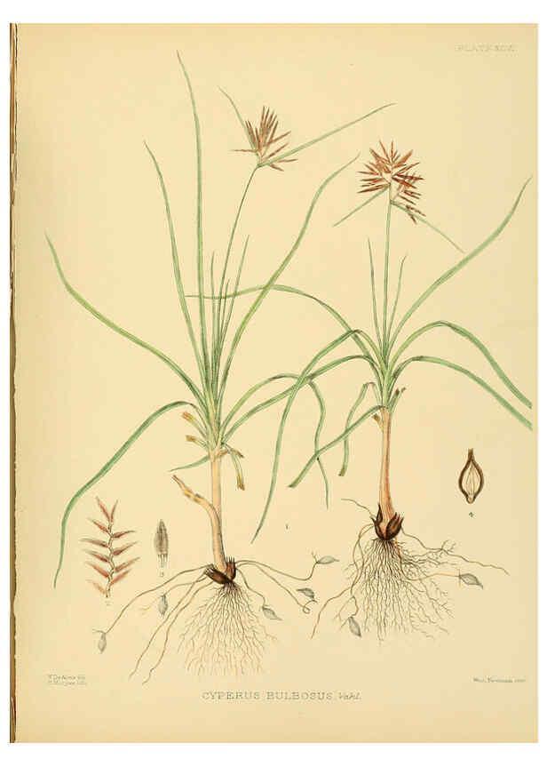 Reproducción/Reproduction 6430666093: A hand-book to the flora of Ceylon. atlas. London :Dulau,1893-1931