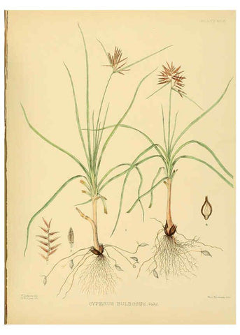 Reproducción/Reproduction 6430666093: A hand-book to the flora of Ceylon. atlas. London :Dulau,1893-1931