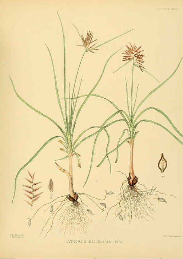 Reproducción/Reproduction 6430666093: A hand-book to the flora of Ceylon. atlas. London :Dulau,1893-1931