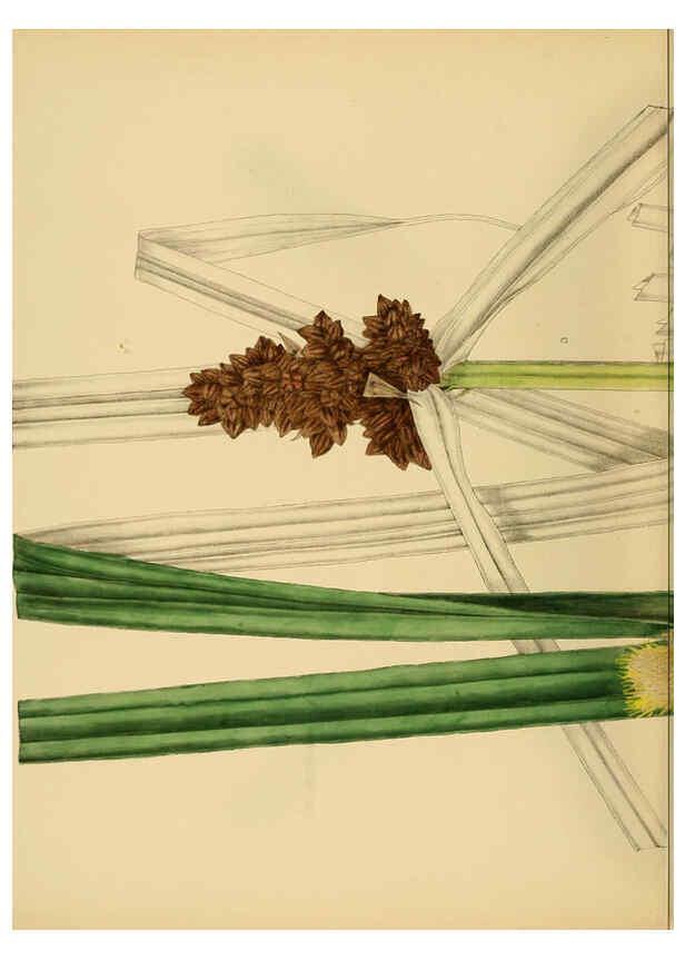 Reproducción/Reproduction 6430666413: A hand-book to the flora of Ceylon. atlas. London :Dulau,1893-1931