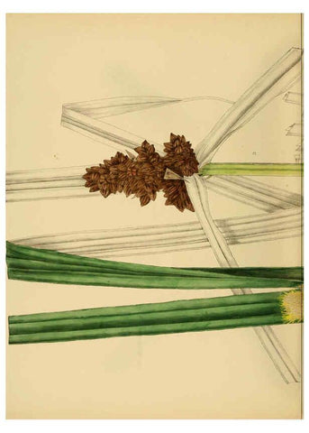 Reproducción/Reproduction 6430666413: A hand-book to the flora of Ceylon. atlas. London :Dulau,1893-1931