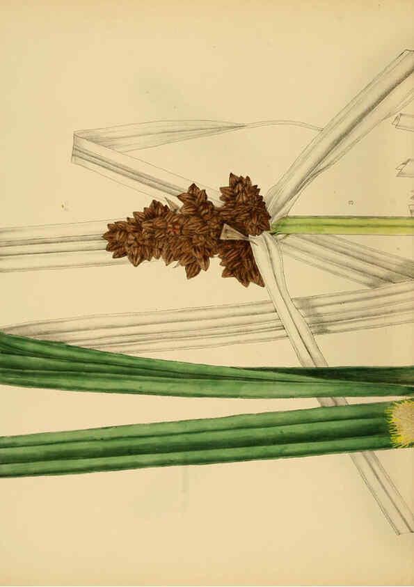 Reproducción/Reproduction 6430666413: A hand-book to the flora of Ceylon. atlas. London :Dulau,1893-1931