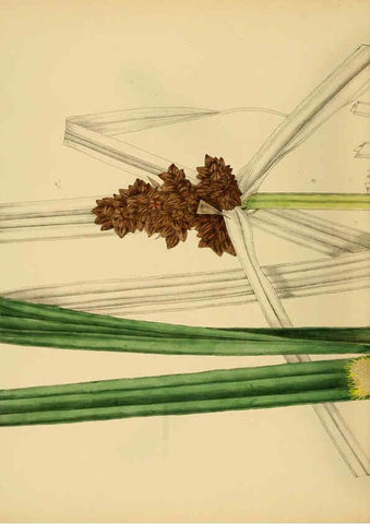 Reproducción/Reproduction 6430666413: A hand-book to the flora of Ceylon. atlas. London :Dulau,1893-1931