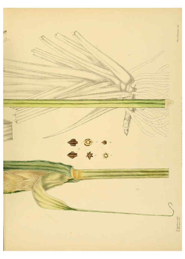 Reproducción/Reproduction 6430666713: A hand-book to the flora of Ceylon. atlas. London :Dulau,1893-1931