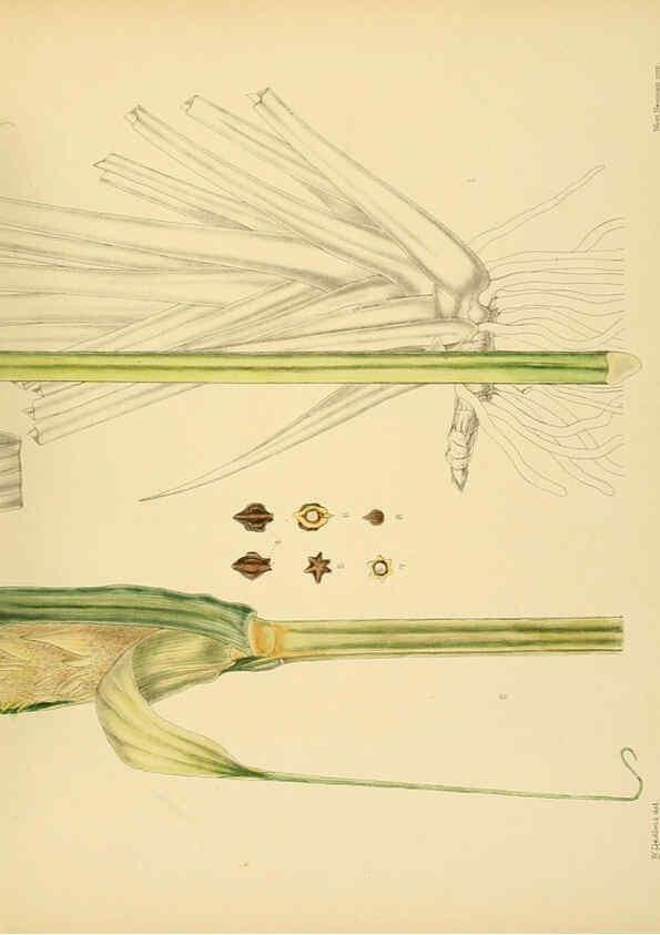 Reproducción/Reproduction 6430666713: A hand-book to the flora of Ceylon. atlas. London :Dulau,1893-1931